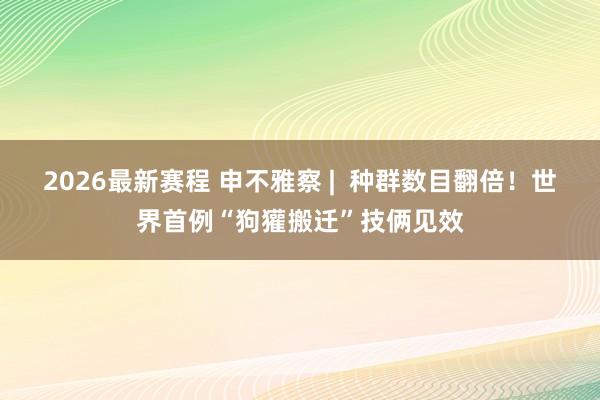 2026最新赛程 申不雅察 | 种群数目翻倍!世界首例“狗獾搬迁”技俩见效